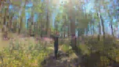 Ormangülü timelapse pembe çiçekler arasında bir orman yolu boyunca kız yürüyor