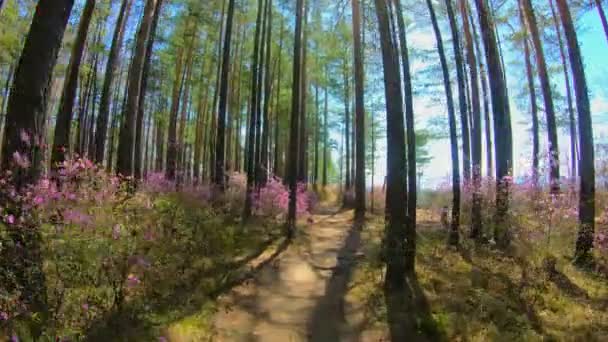 Ormandaki bir yolda yürüyen kişisel bakış açısı. Pembe çiçekler, güneş ışığı — Stok video