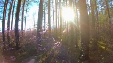Ormangülü pembe çiçekler arasında ormandaki ağaçların arasından güneş ışığı