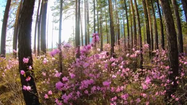 Auringonvalo metsän puiden läpi Rhododendronin vaaleanpunaisten kukkien joukossa — kuvapankkivideo