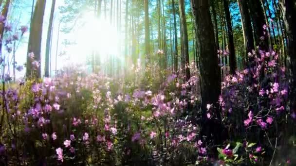 Auringonvalo metsän puiden läpi Rhododendronin vaaleanpunaisten kukkien joukossa — kuvapankkivideo