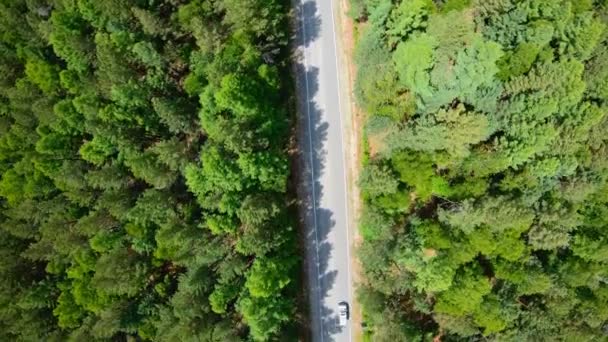 มุมมองทางอากาศของรถสีขาวขับรถบนถนนในป่า — วีดีโอสต็อก