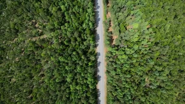 Vista Aérea Carretera Través Del Bosque Cámara Levántese Disparo Vertical — Vídeos de Stock