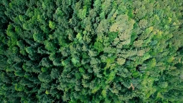 Беспилотник летит вперед над красивым зеленым лесом. Вертикальный удар с воздуха — стоковое видео
