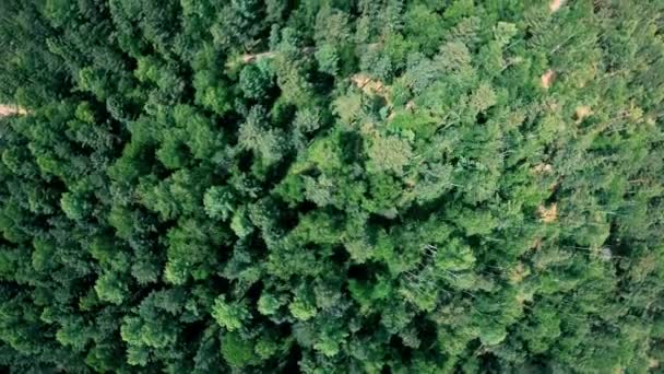 Drone flyger fram över vackra gröna skogen. Antenn vertikala skott — Stockvideo