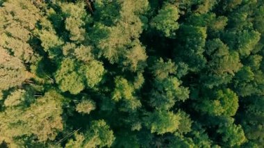 İleri güzel yeşil orman uçan robot. Hava dikey atış