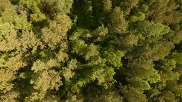 Drone flying forward above beautiful green forest. Aerial vertical shot — Stock Video