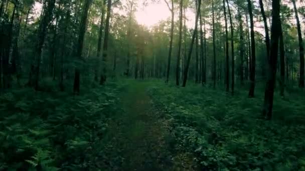 Mörk grön blandad skog. Promenad längs skogsstigen — Stockvideo