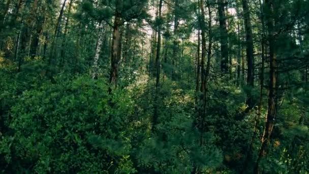 Floresta mista verde escura. Movimento da câmera entre as árvores — Vídeo de Stock