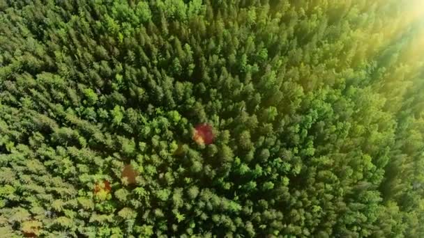 Drone Latający nad piękny słoneczny zielony las. Zdjęcia lotnicze. Flary, jasne światło — Wideo stockowe