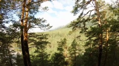 Ağaçlar arasında casus uçak uçar