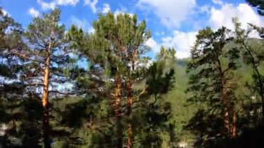 Drone kadar ağaç tepelerinin uçar. Hava atışı