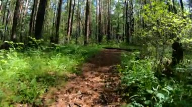 Köpek ya da orman yolu çalışan bir evcil hayvan. POV
