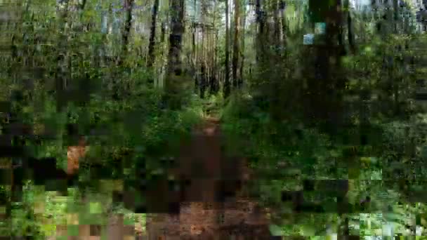 森の小道に非常に速い動きは。ハメ撮り — ストック動画