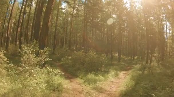 POV. Прогулка по лесной тропе — стоковое видео