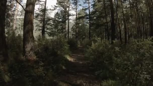 Férfi sétál egy erdei ösvényen, megáll, és tekint vissza hirtelen. POV — Stock videók