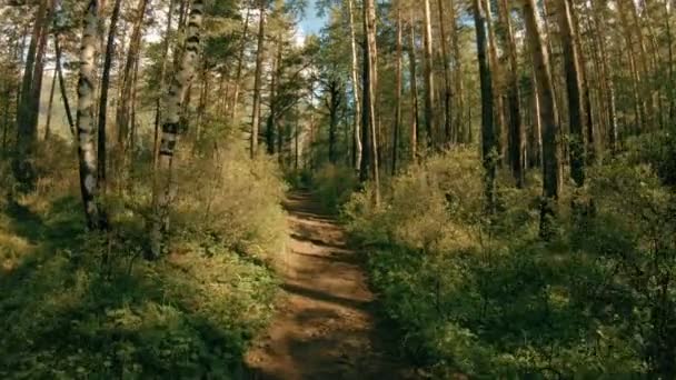 POV. Promenera längs skogsstig — Stockvideo