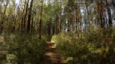 POV. Bir orman yolu üzerinde çok hızlı hareket