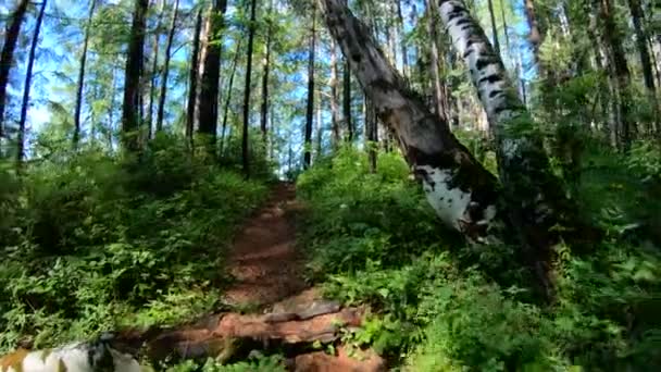 POV. Promenera längs skogsstig. Slow motion — Stockvideo