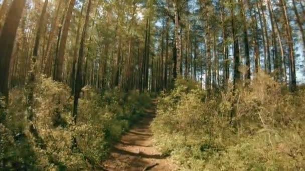 POV. Camina por el sendero del bosque. Movimiento lento — Vídeo de stock