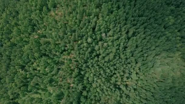 Aerial drone shot over the forest. Drone slowly flies forward — Stock Video