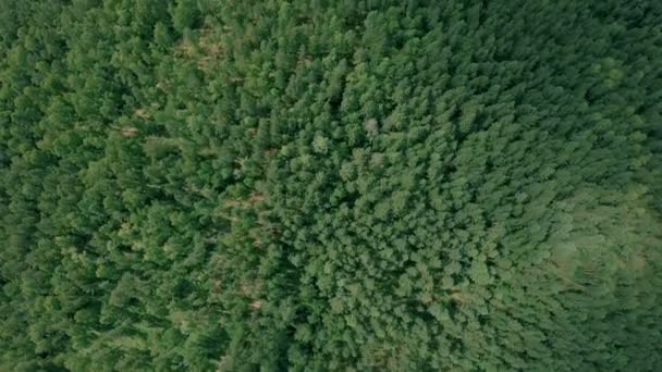 Drone aérien tiré au-dessus de la forêt. Le drone avance lentement 