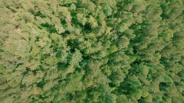 Pesawat tak berawak ditembak di atas hutan. Drone melayang di atas pohon — Stok Video