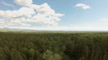 Hava dron orman vurdu. Dron, ileri ağaç tepelerinin üzerinde uçar
