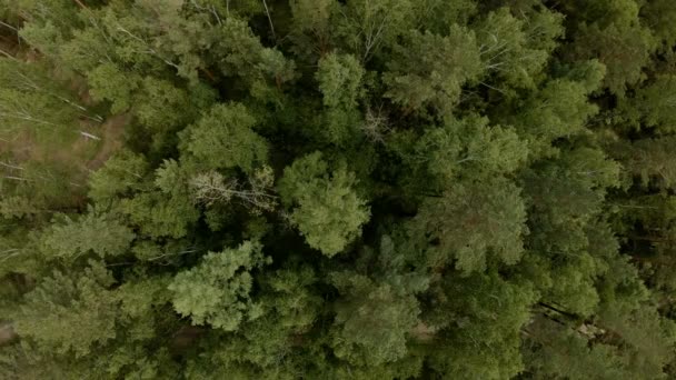 Воздушный беспилотник над лесом. Беспилотник висит над деревьями — стоковое видео