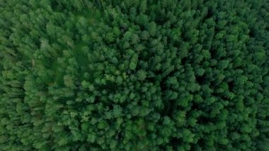 Hava dron orman vurdu. Uçak aşağı uçar ve döner