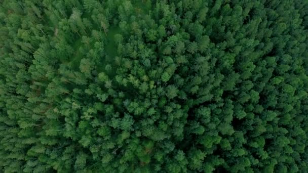 Antenn drönare sköt över skogen. Drone flyger ner och roterar — Stockvideo