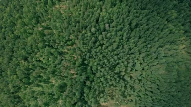 Aerial drone shot over the forest. Drone flies forward