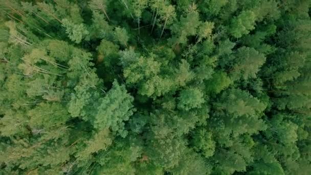 Antenn drönare sköt över skogen. Drone stiger upp — Stockvideo