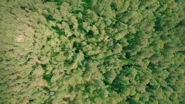 Um drone aéreo disparou sobre a floresta. O drone sobe e gira — Vídeo de Stock