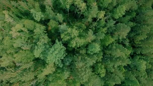 Drone aérien tiré au-dessus de la forêt. Un drone se lève. 4K 
