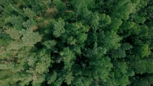 Antenn drönare sköt över skogen. Drone flyger fram över träden — Stockvideo