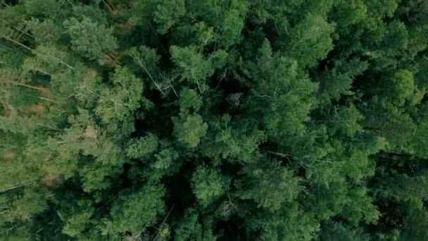 Um drone aéreo disparou sobre a floresta. O drone voa lentamente para a frente — Vídeo de Stock