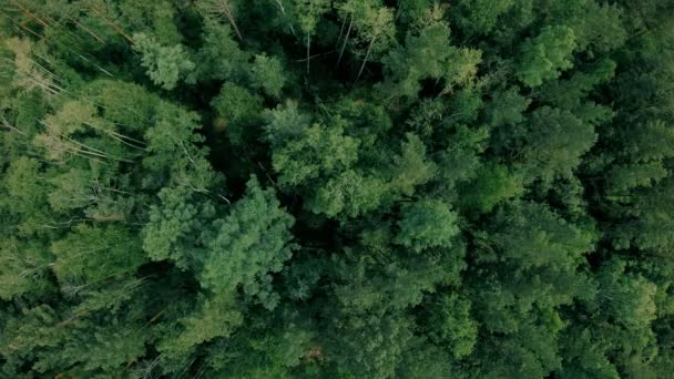 Um drone aéreo disparou sobre a floresta. Drone pairando sobre as árvores — Vídeo de Stock