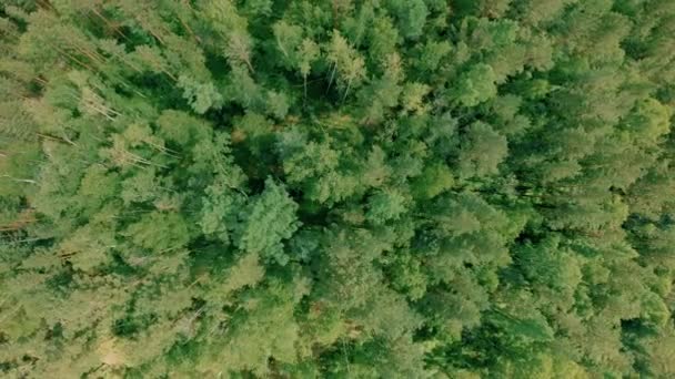 Drohnen Schossen Über Den Wald Drohnen Steigen Auf — Stockvideo