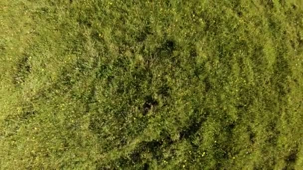 Drone stiga upp och roterar över ett grönt fält med sommar örter och blommor — Stockvideo