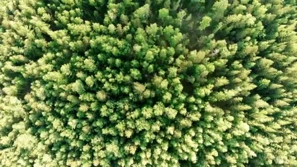 Tiro aéreo por cima das copas das árvores. O drone voa para a esquerda sobre a floresta. Panela — Vídeo de Stock