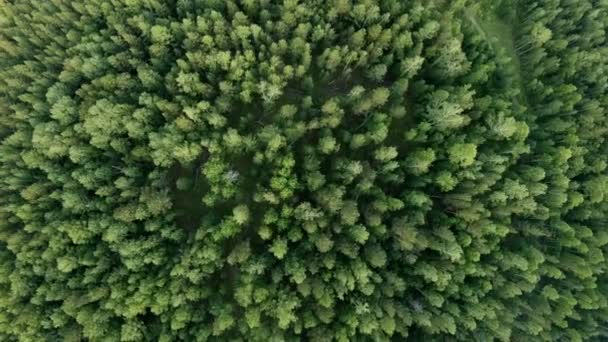 나무 꼭대기 위에 공중 수직 샷입니다. 숲 아래로 비행 하는 무인 항공기 — 비디오