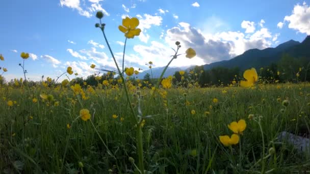 Flores silvestres amarelas no campo — Vídeo de Stock