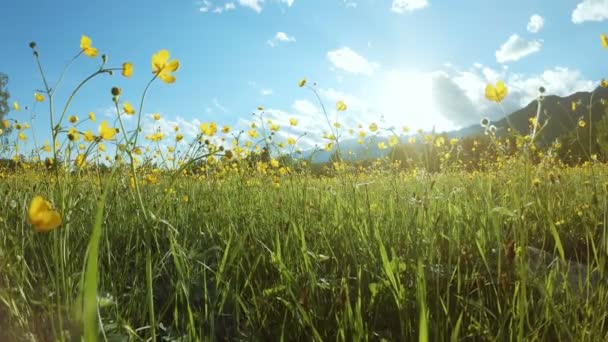 Yellow wildflowers on the field in sunny day — Stock Video