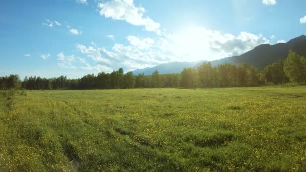 Желтые полевые цветы на лугу в солнечный день — стоковое видео