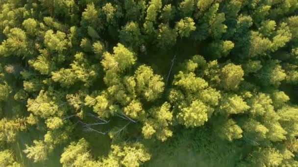 Vertikale Luftaufnahme von grünen Feld und Wald bei Sonnenuntergang — Stockvideo