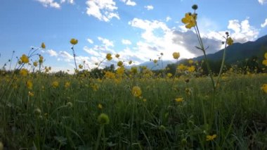 Çayırdaki sarı kır çiçekleri