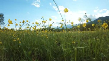 Çayırdaki sarı kır çiçekleri