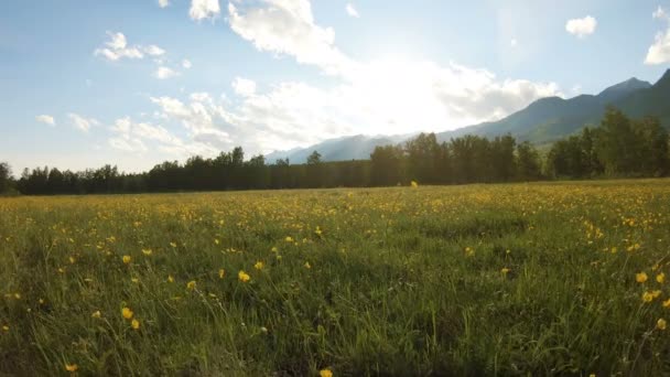 Fleurs sauvages jaunes sur la prairie — Video