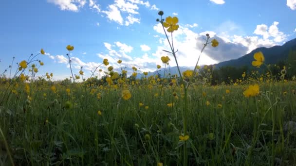 Gelbe Wildblumen auf dem Feld — Stockvideo